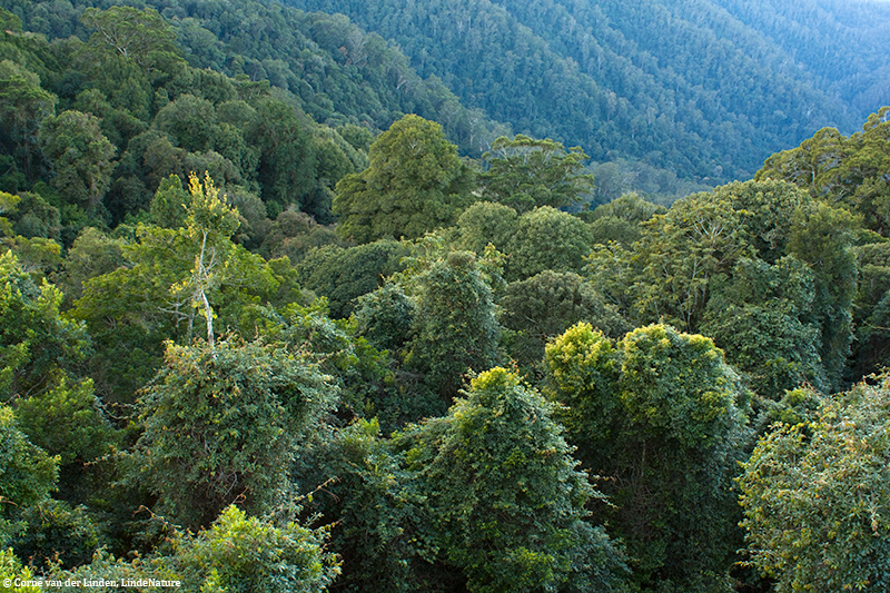 <!-- Dorrigo National Park, NSW -->