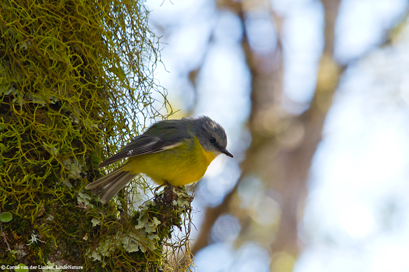 <!-- Eastern yellow robin, Eopsaltria australis -->