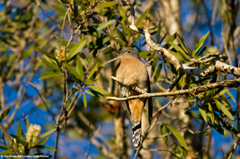 <!-- Fan-tailed cuckoo, Cacomantis flabelliformis -->