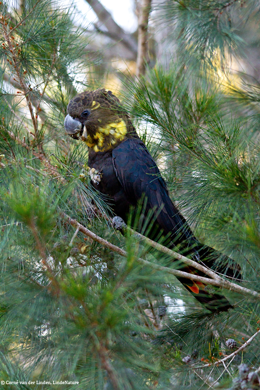 <!-- Glossy black cockatoo, Calyptorhynchus lathami -->