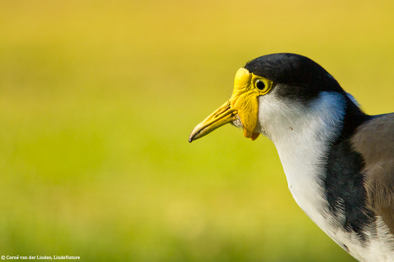 <!-- Masked lapwing, Vanellus miles -->