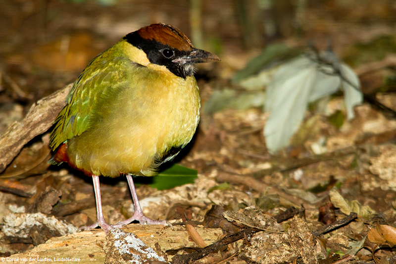 <!-- Noisy Pitta, Pitta versicolor -->